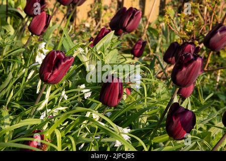 Garten mit var. Continental Tulip Tulpen Tulipa Blume blüht in einem Garten Grenze Frühling Frühling Frühling April Mai UK Stockfoto