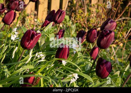 Garten mit var. Continental Tulip Tulpen Tulipa Blume blüht in einem Garten Grenze Frühling Frühling Frühling April Mai UK Stockfoto