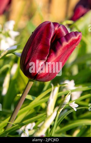 Garten mit var. Continental Tulip Tulpen Tulipa Blume blüht in einem Garten Grenze Frühling Frühling Frühling April Mai UK Stockfoto