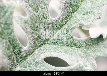 Graues Blatt der Cineraria-Pflanze, Makrofoto. Stockfoto
