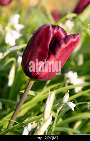 Garten mit var. Continental Tulip Tulpen Tulipa Blume blüht in einem Garten Grenze Frühling Frühling Frühling April Mai UK Stockfoto