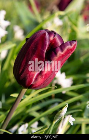 Garten mit var. Continental Tulip Tulpen Tulipa Blume blüht in einem Garten Grenze Frühling Frühling Frühling April Mai UK Stockfoto