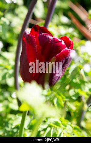 Garten mit Tulpen tulipa var. Jan Reus Blumen blühen in einem Blumenbeet Grenze im Frühling Frühling April Mai UK Stockfoto