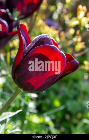 Garten mit Jan Reus Tulip Tulpen Tulipa Blumen blühen in einem Garten Grenze Frühling Frühling Frühling Großbritannien Stockfoto