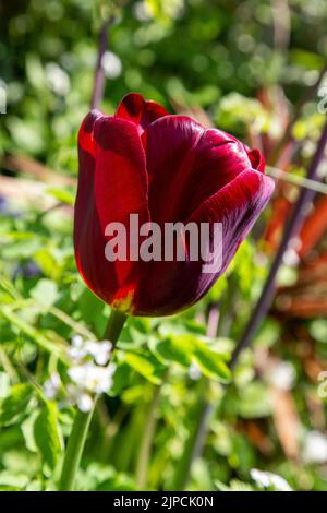 Garten mit Tulpen tulipa var. Jan Reus Blumen blühen in einem Blumenbeet Grenze im Frühling Frühling April Mai UK Stockfoto