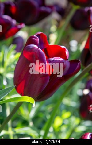 Continental Tulip Tulpen Tulipa Blume Blumen im Garten - var 'Continental' - Blüte in einem Garten Grenze Frühling Frühling Frühling Großbritannien Stockfoto