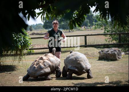 Im Cotswold Wildlife Park wird riesige Schildkröte mit Karotten gefüttert Stockfoto