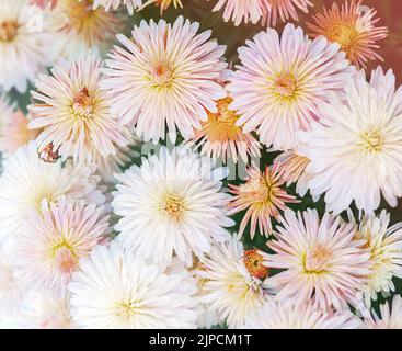 Bouquet von hellrosa Chrysanthemen, selektiver Fokus Stockfoto