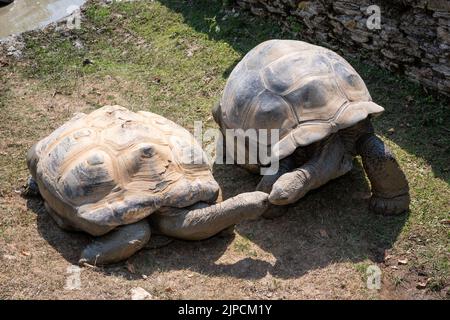 Im Cotswold Wildlife Park wird riesige Schildkröte mit Karotten gefüttert Stockfoto