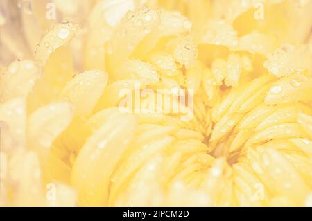 Hellgelbe große Chrysantheme mit Tropfen. Schöne Makro-Natur. Stockfoto