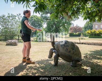 Im Cotswold Wildlife Park wird riesige Schildkröte mit Karotten gefüttert Stockfoto