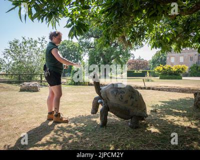 Im Cotswold Wildlife Park wird riesige Schildkröte mit Karotten gefüttert Stockfoto