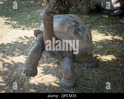 Im Cotswold Wildlife Park wird riesige Schildkröte mit Karotten gefüttert Stockfoto