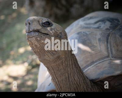 Im Cotswold Wildlife Park wird riesige Schildkröte mit Karotten gefüttert Stockfoto