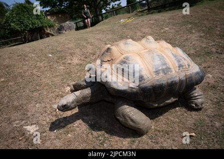 Im Cotswold Wildlife Park wird riesige Schildkröte mit Karotten gefüttert Stockfoto