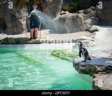 Pinguine werden am heißesten Tag des Jahres mit einer Pinguine beschnupft Stockfoto