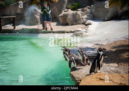 Pinguine werden am heißesten Tag des Jahres mit einer Pinguine beschnupft Stockfoto