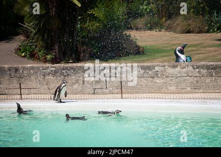 Pinguine werden am heißesten Tag des Jahres mit einer Pinguine beschnupft Stockfoto