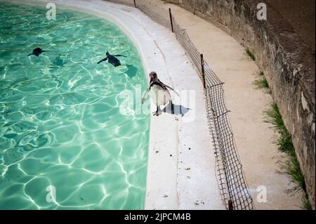 Pinguine werden am heißesten Tag des Jahres mit einer Pinguine beschnupft Stockfoto