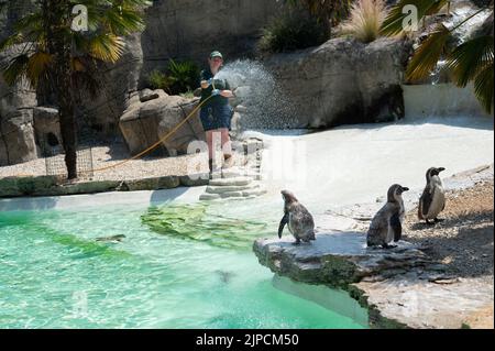 Pinguine werden am heißesten Tag des Jahres mit einer Pinguine beschnupft Stockfoto