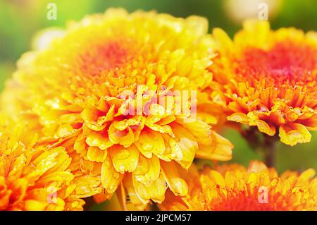 Orangefarbene Chrysantheme mit Regentropfen aus nächster Nähe Stockfoto
