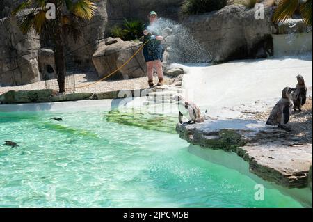 Pinguine werden am heißesten Tag des Jahres mit einer Pinguine beschnupft Stockfoto