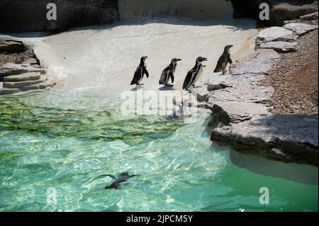 Pinguine werden am heißesten Tag des Jahres mit einer Pinguine beschnupft Stockfoto