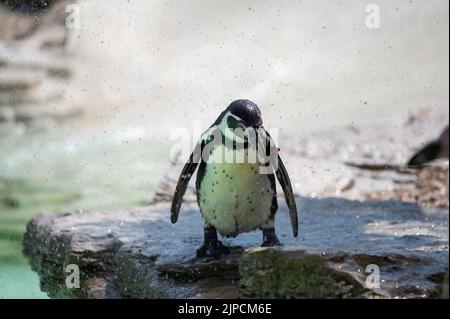 Pinguine werden am heißesten Tag des Jahres mit einer Pinguine beschnupft Stockfoto