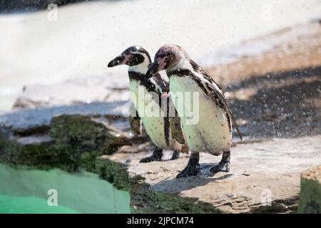 Pinguine werden am heißesten Tag des Jahres mit einer Pinguine beschnupft Stockfoto