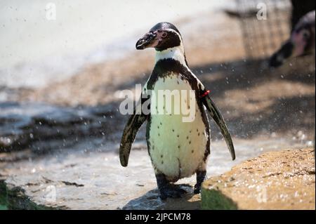 Pinguine werden am heißesten Tag des Jahres mit einer Pinguine beschnupft Stockfoto