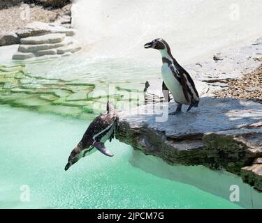 Pinguine werden am heißesten Tag des Jahres mit einer Pinguine beschnupft Stockfoto