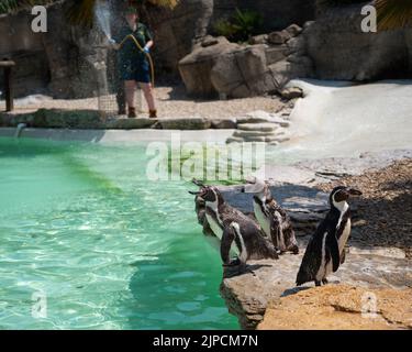 Pinguine werden am heißesten Tag des Jahres mit einer Pinguine beschnupft Stockfoto