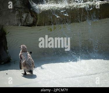 Pinguine werden am heißesten Tag des Jahres mit einer Pinguine beschnupft Stockfoto