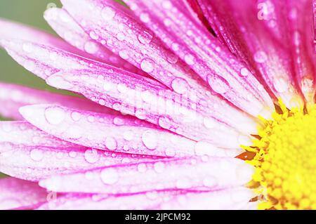 Rosa Chrysantheme mit vielen Regentropfen, abstrakt floraler Hintergrund Stockfoto