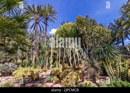 Palmeral von Elche. Botanischer Garten des huerto del cura in Elche, Alicante, spanien Stockfoto