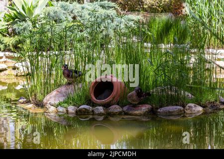 Enten in der Lagune im botanischen Garten Huerto Del Cura von Elche. Palmenhain von Elche, Alicante, Spanien. Stockfoto