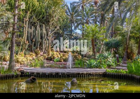 Palmeral von Elche. Botanischer Garten des huerto del cura in Elche, Alicante, spanien Stockfoto