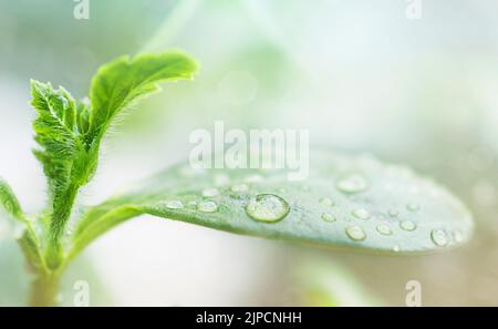 Junge Wassermelonen (oder Gurken, Melonen, Kürbis) Sämlinge: Blätter und Cotyledons. Nahaufnahme des Fotos, Seitenansicht Stockfoto