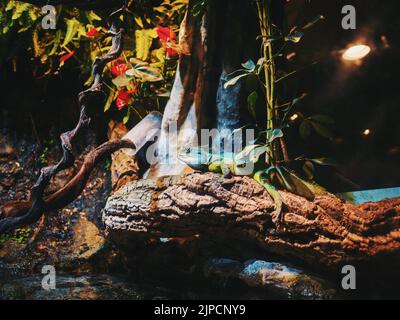 Großen Leguan Echse in Terrarium - Tier Hintergrund Stockfoto