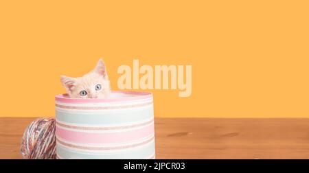 Porträt von niedlichen Baby Kätzchen versteckt in runden rosa Box aufragend Kopf aus mit Kugeln aus Wolle hinter Box auf Holztisch vor gelbem Hintergrund Stockfoto