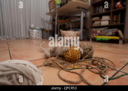 Porträt von niedlichen Baby Kätzchen beißen und spielen mit Kugeln aus Wolle auf dem Keramikboden ihres Wohnzimmers mit einem Tisch und Bücherregal aus Fokus in t Stockfoto