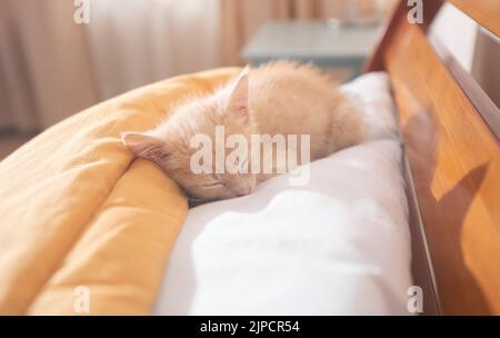 Portrait von niedlichen Baby Kätzchen zusammengerollt schlafen auf weißem Kissen auf Holzbett mit gelben Kissen während sonnigen Nachmittag Stockfoto