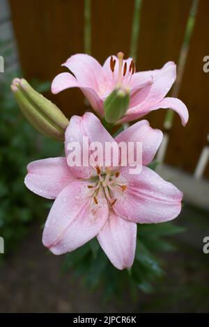 Zischende rosa asiatische Lilie, eine botanische Schönheit, isoliert in einem Garten. Lily in der Hütte im Garten. Nahaufnahme. Stockfoto