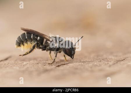 Detaillierte Nahaufnahme einer weiblichen Panzerharzbiene, Heriades crenulata auf Holz sitzend Stockfoto
