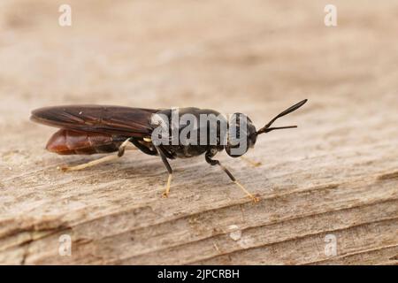 Detaillierte Nahaufnahme einer kosmopolitistischen Spezies, der schwarze Soldat fliegt, Hermetia illucens sitzt auf Holz Stockfoto