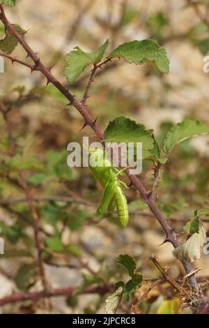 Nahaufnahme einer leuchtend grünen Nymphe mediterranean Egyptian Bird Grasshopper, Anacridium aegyptium, die sich im Gemüse versteckt Stockfoto