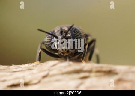 Detaillierte Nahaufnahme einer kosmopolitistischen Spezies, der schwarze Soldat fliegt, Hermetia illucens sitzt auf Holz Stockfoto