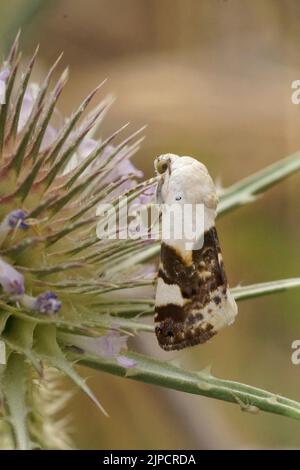 Vertikale Nahaufnahme auf einem mittelmeer Pale sollte Motte, Acontia lucida, hängen in der Vegetation Stockfoto