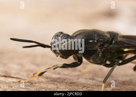 Detaillierte Nahaufnahme einer kosmopolitistischen Spezies, der schwarze Soldat fliegt, Hermetia illucens sitzt auf Holz Stockfoto