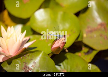 Eine Nahaufnahme der Libelle, die auf der Blütenknospe der Nelumbo nucifera, umgeben von grünen Blättern, steht Stockfoto